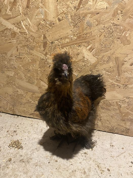 Vand Cocosi matase japonez,araucana,wyandotte gsg,splash  si argint