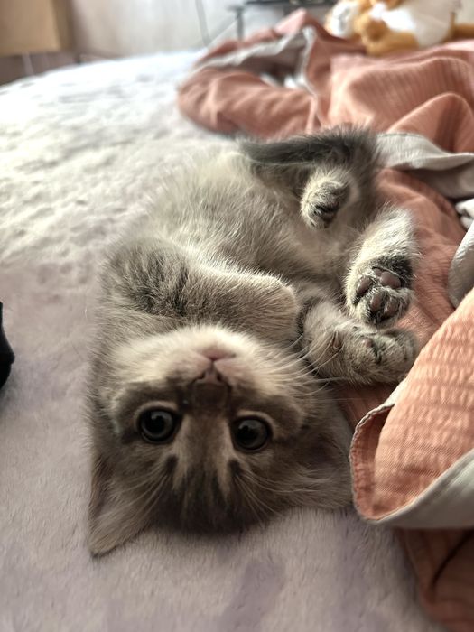 Отдам котенка в добрые руки