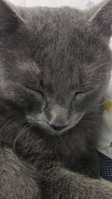 Отдам кота в хорошие руки