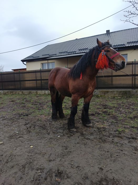 Vând harmasar de 6 ani bun se monta trage bine  cu acte la zi