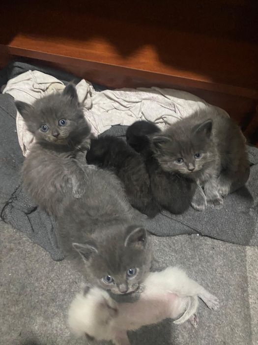 Отдам котят в добрые руки