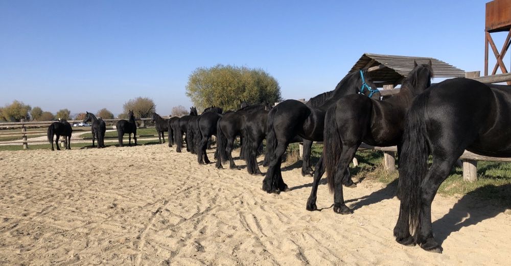 Friesian Frizian Friz armăsar iapa manz