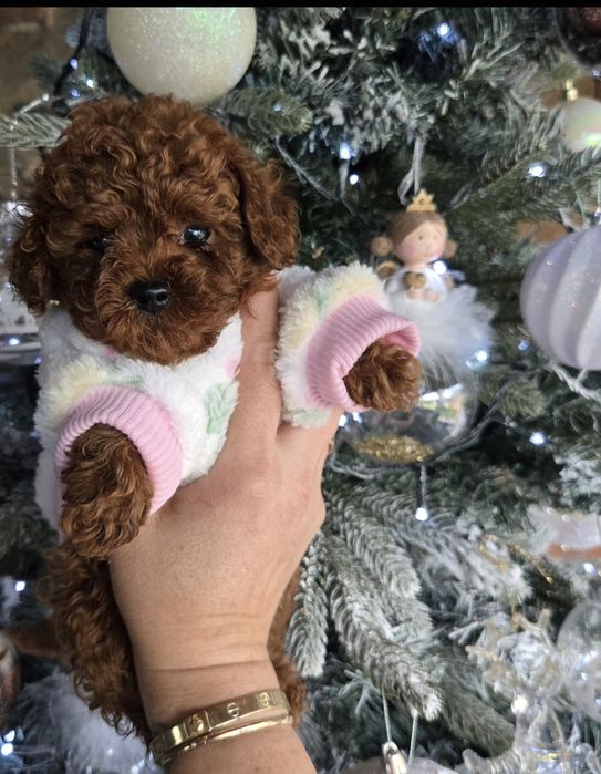 Пудел той ,Пудел тийкъп с родословие