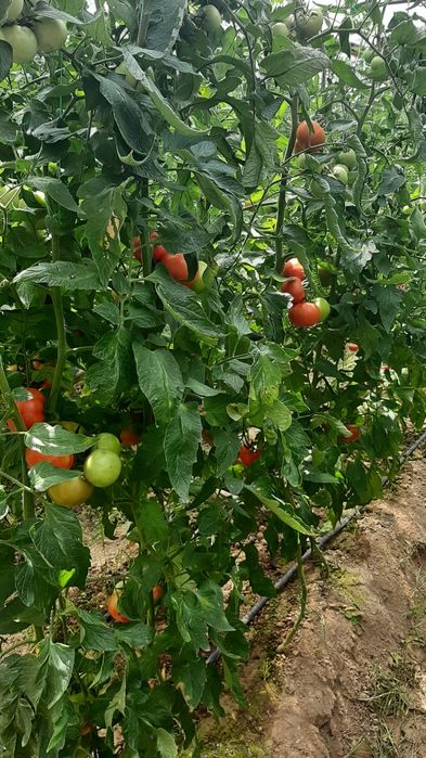 Продается теплица готовая