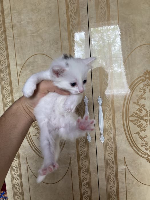 Котята продаются