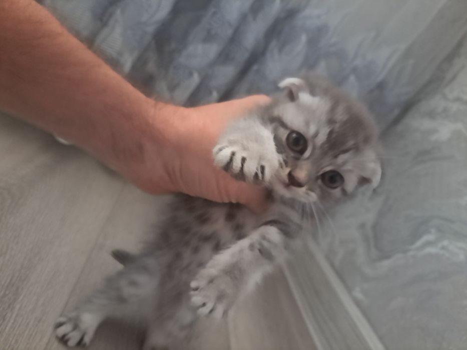 Продам котёнка девочка