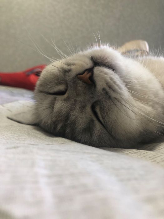 Британско шотландский кошка