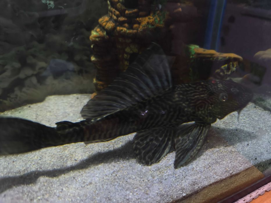 Аквариум с рыбами. СРОЧНО!!!