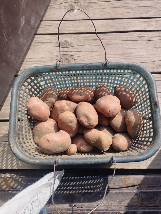 Продам картофель вкусный, полезный