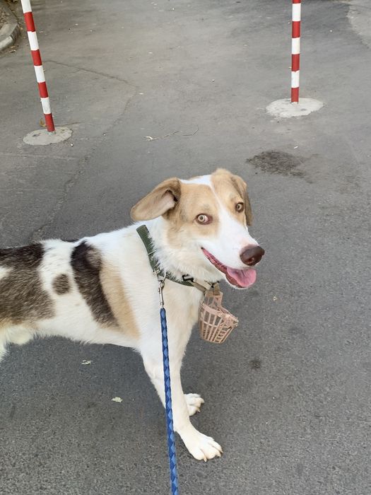 Собака в добрые руки