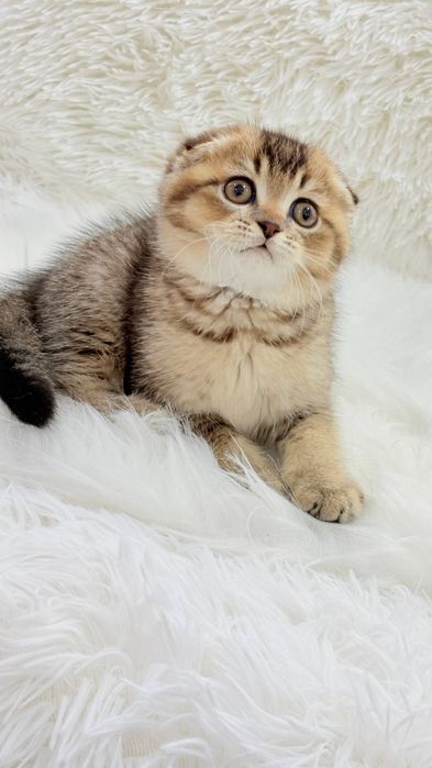 Котята чистокровные