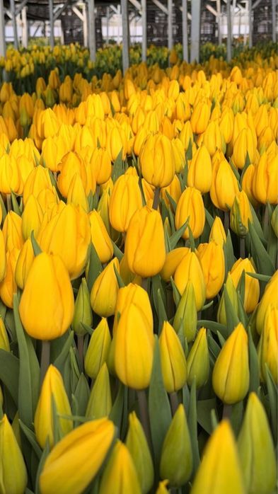 Тюльпаны высшего сорта оформление бесплатно