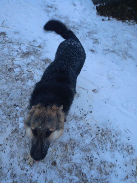 Продам щенка немецкой овчарки