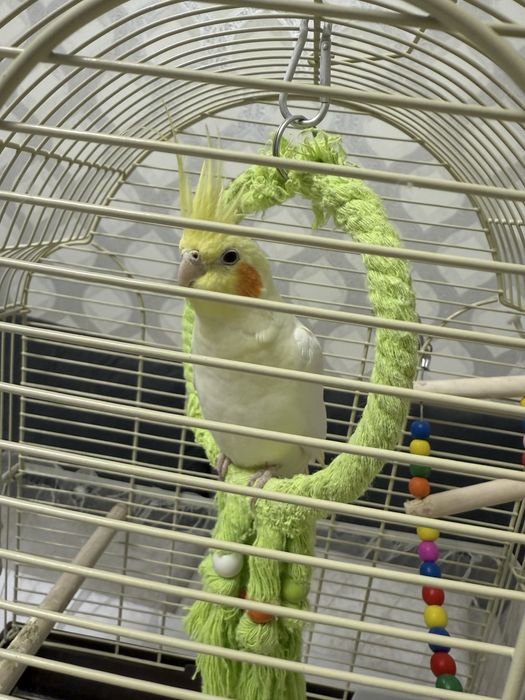 Продается попугай Корелла