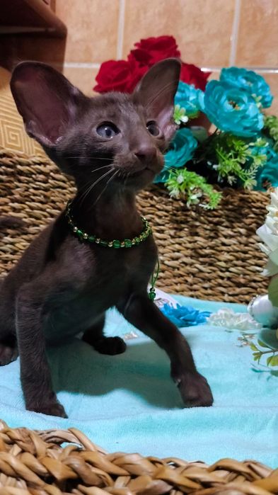 Ориентальные котята ( бронь и готовые )
