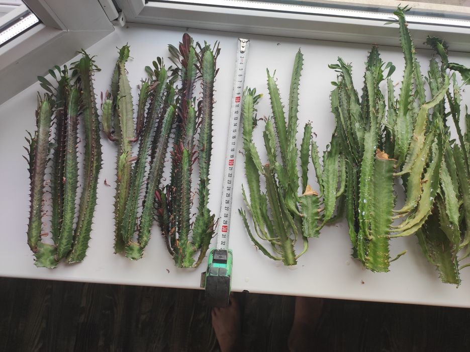 Продам срезы кактуса - молочай