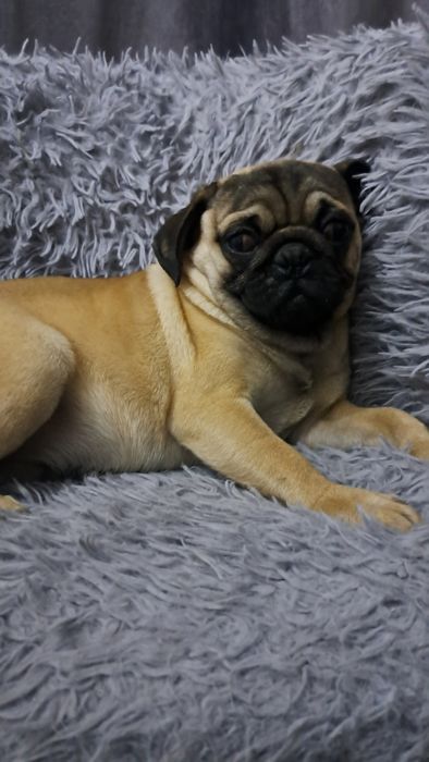 Продаю клубного щенка мопсика мальчик