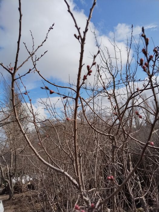 Садовник Богбон. Дезинфекция против тли оброботка ширага карши дорилаш