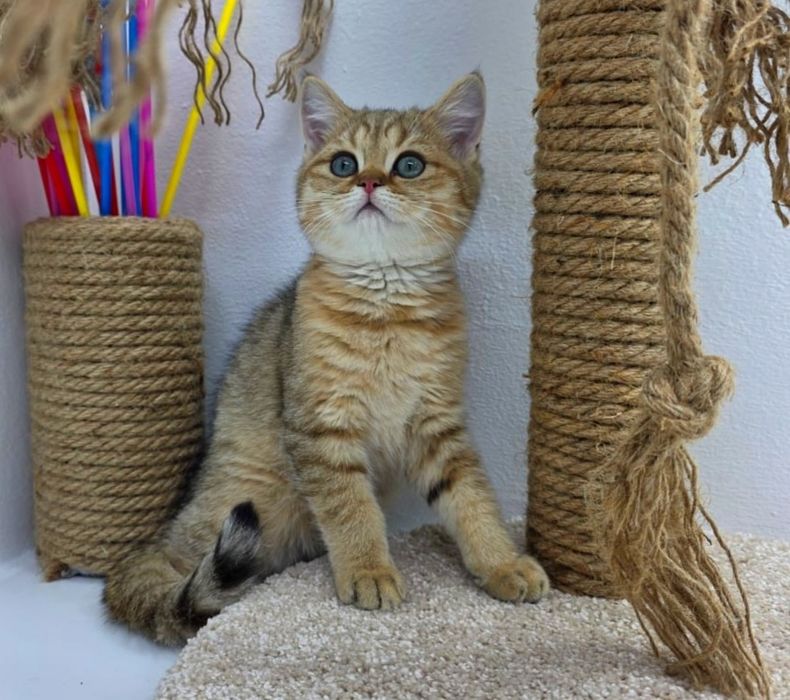 Котята британские