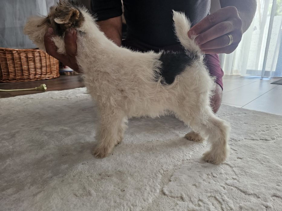 Fox terrier sarmos