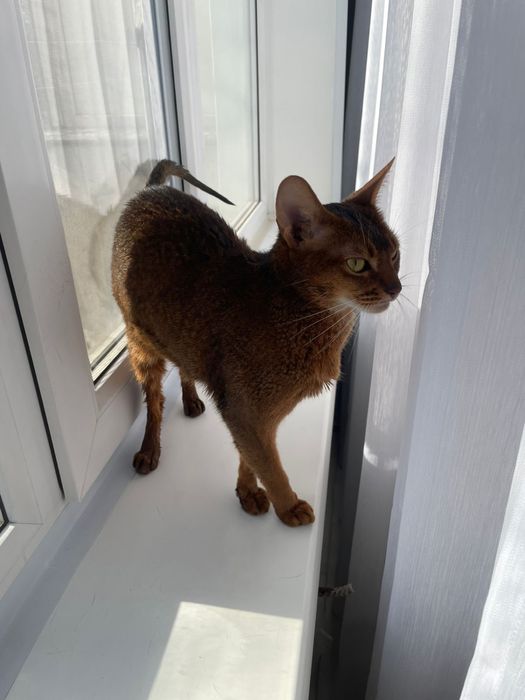 Продам Абессинскую кошку