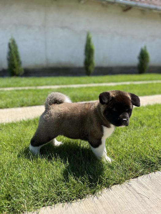Akita American Femela