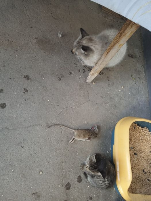 Домашние котята.