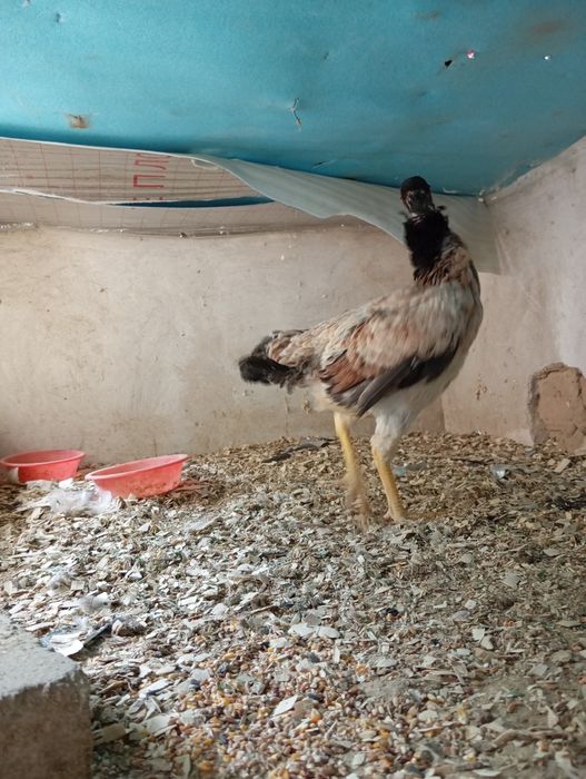 Dakan tovuq zoti kares