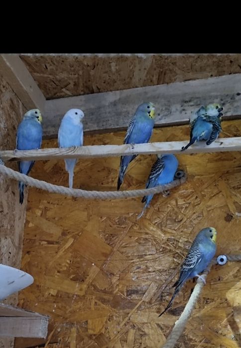 Turturele razatoare cochinchina pitic,australorp perusi berbec pitic