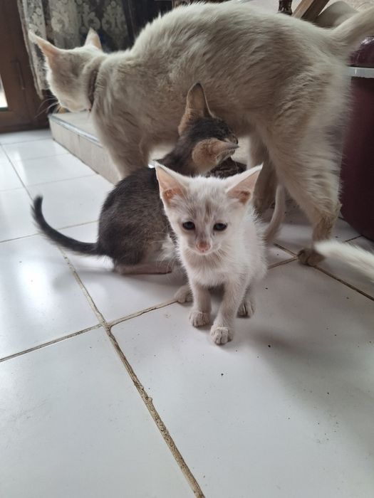 Uy mushuk hadyaga beriladi