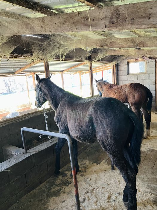 тай,жабагы, жеребчики