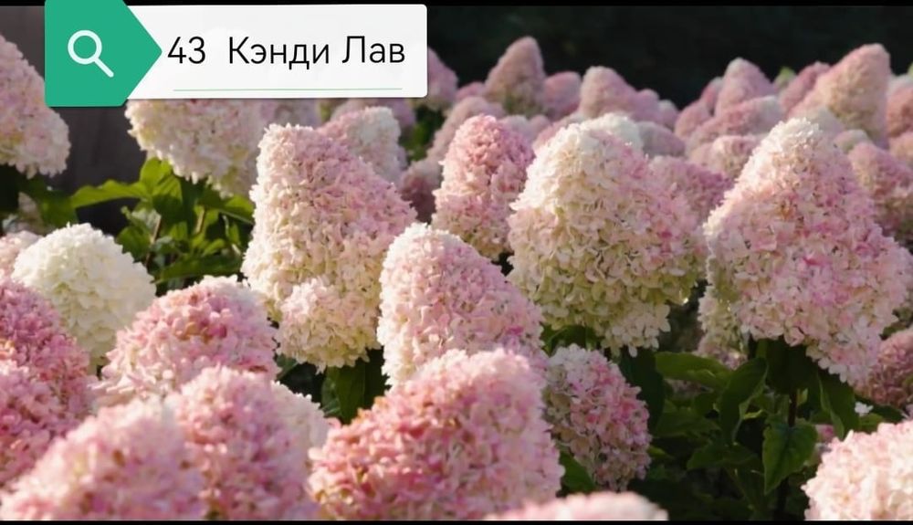 Продам гортензии