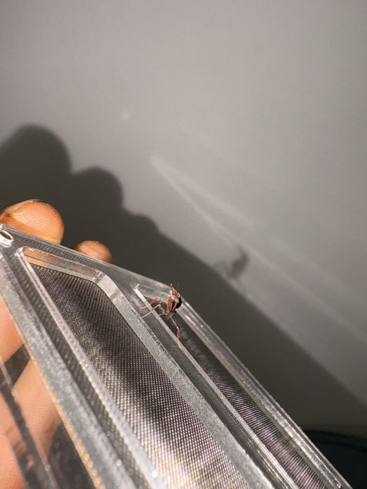 Nimfa 1 cm Insecta exotica calugarita fantoma rarã ( terariu / hrana ) o experienta de conectare cu natura La cerere avem si alte specii