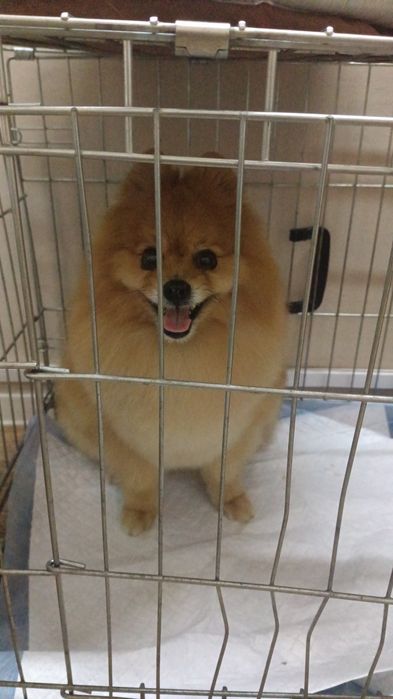 Животные кошки и собаки