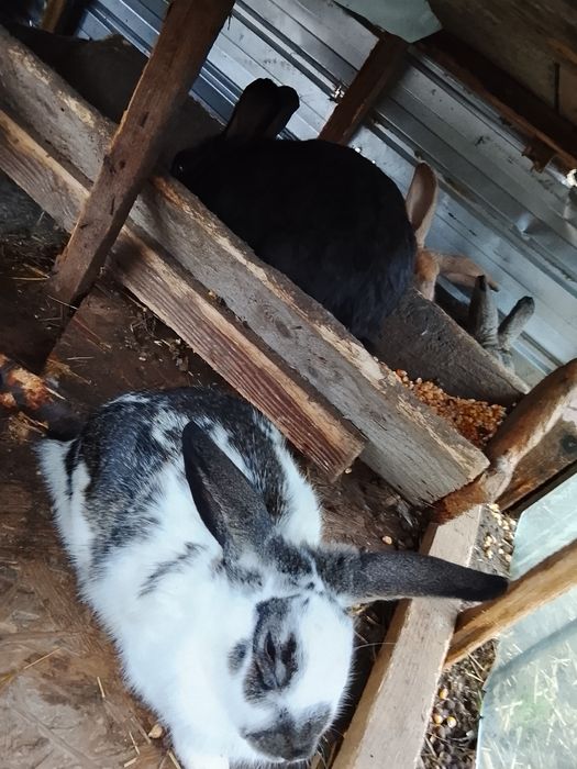 Vând iepuri talie mare și talie mica