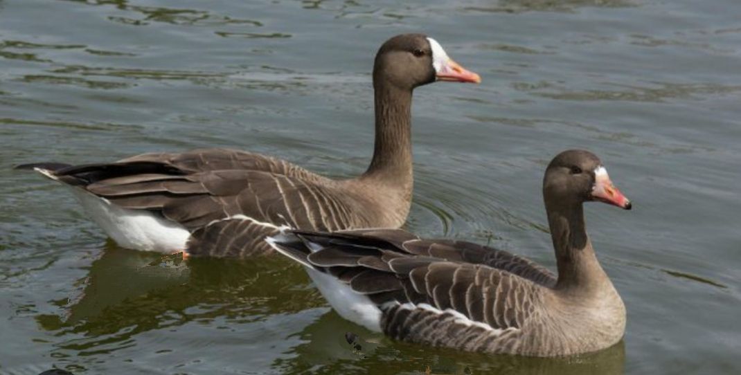 Подсадной гусь Taigan Goose плавающий сторожевой со съемной головой