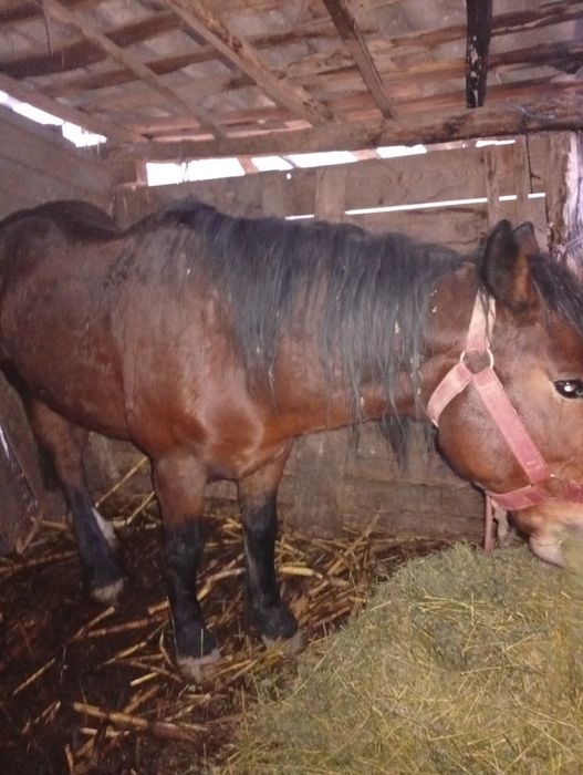 Schimb cal bun și blând