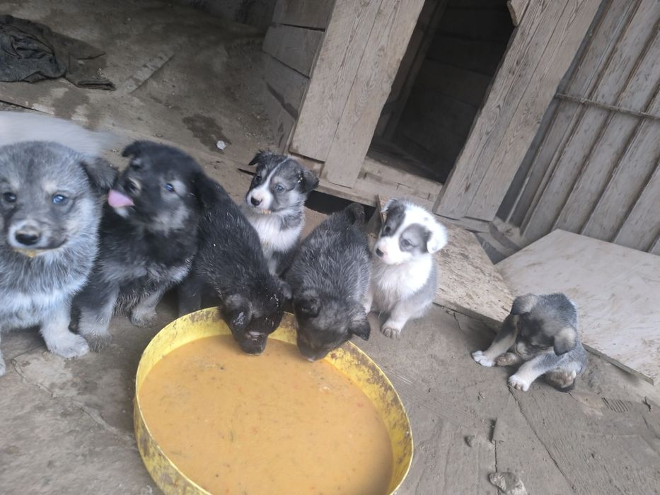 Продам щенков охотничьих