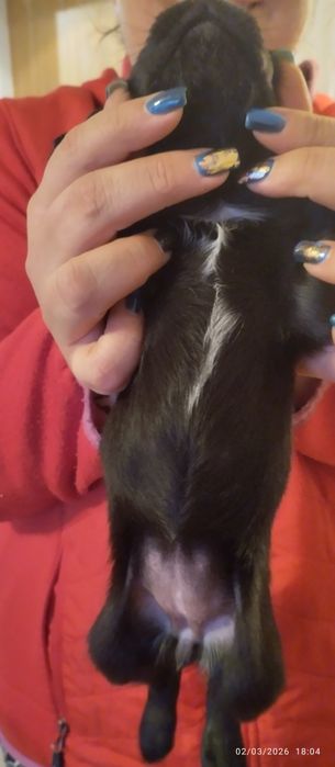 Подарявам кокершпаньолчета