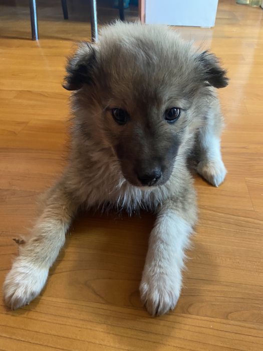 Оттадим в доьрые руки !