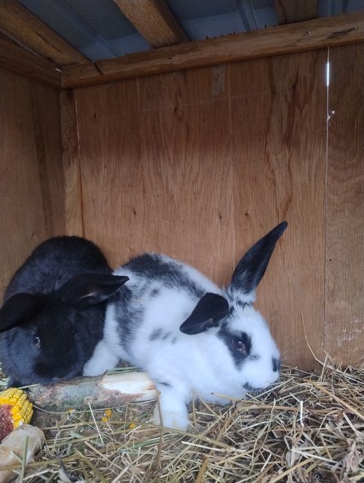 Iepurașii de vanzare