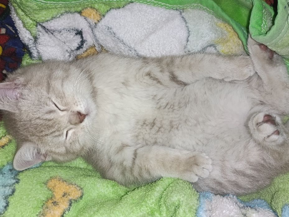 Britanskiy mushuk sotiladi