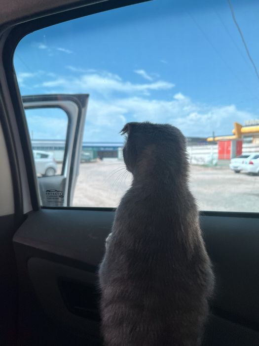 Продоется кошка.