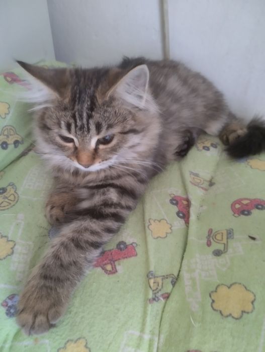 Кошечка 4 месяца,в подарок