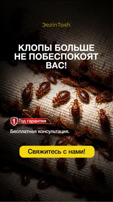 Тараканы клопы | Профессиональная обработка| Hasharotlarni yo'q qilish