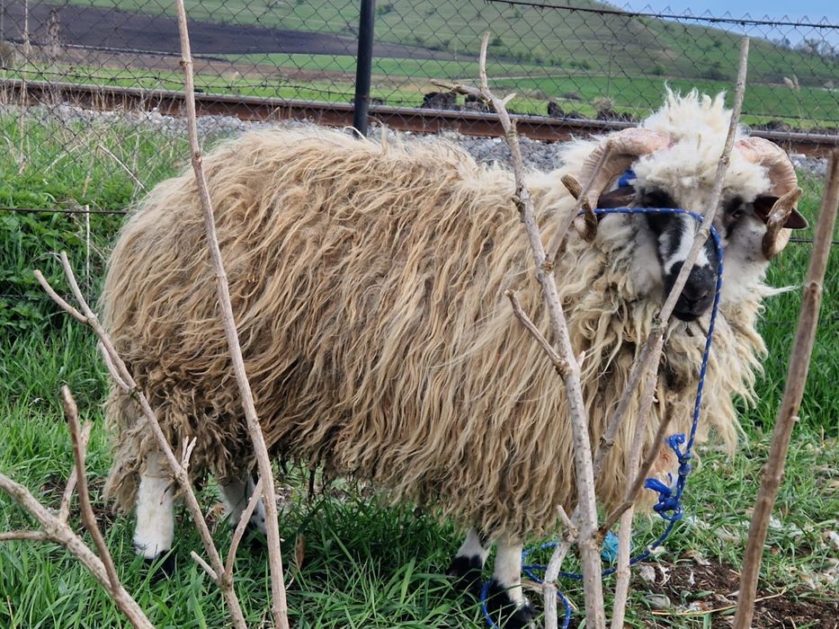 60 kg mior crecut cu cereale  pret 1200 lei