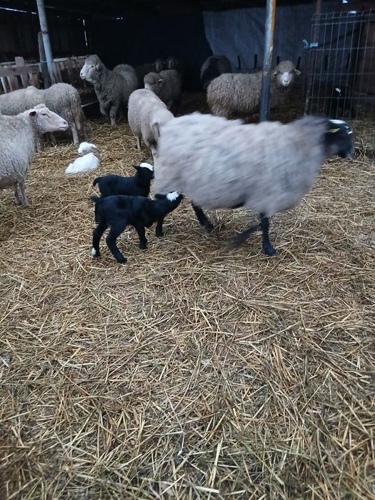 Vând 2 oi romanov una cu 2 miei si una asaf cu mieluta.si una depusa d