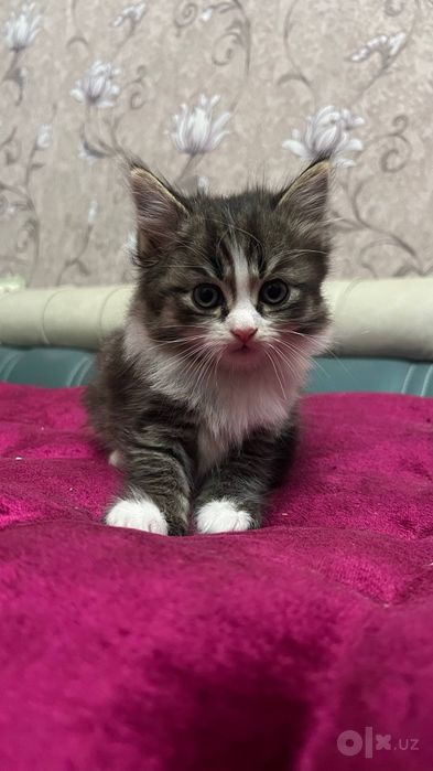 Продаются котята скоттиш страйт