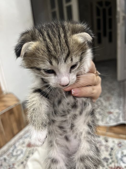 вислоухий котенок