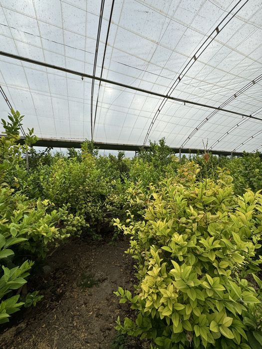 Недвижимость Политотдел